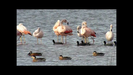 Şili Flamingosu - ML61524381