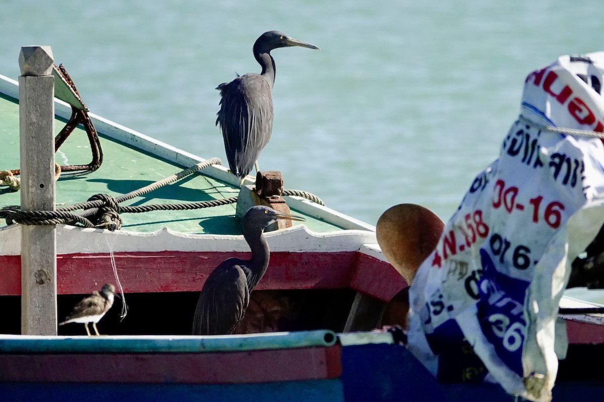 Pacific Reef-Heron - David Ratcliffe