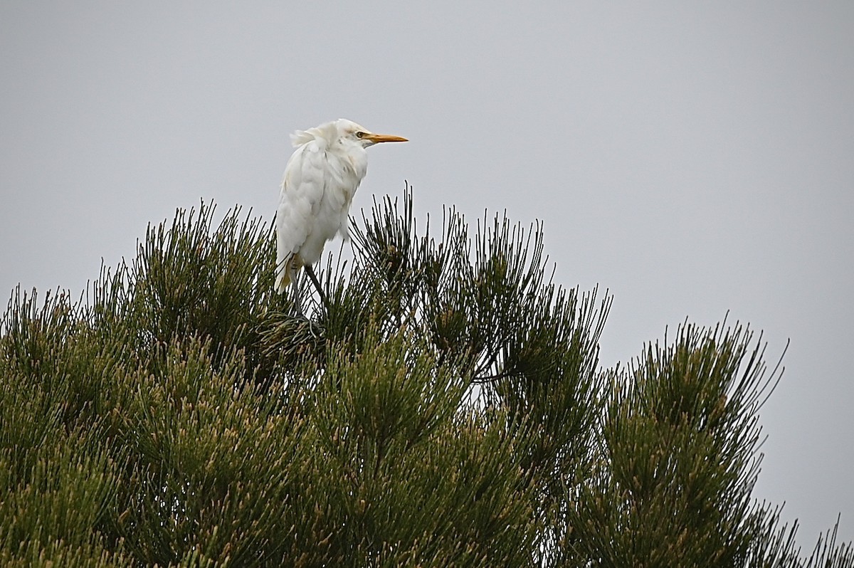 Eastern Cattle Egret - Roger Beardmore