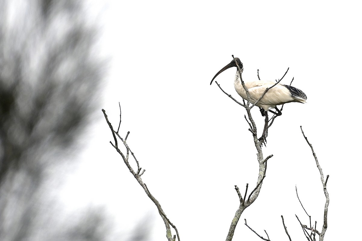 Australian Ibis - ML615243833