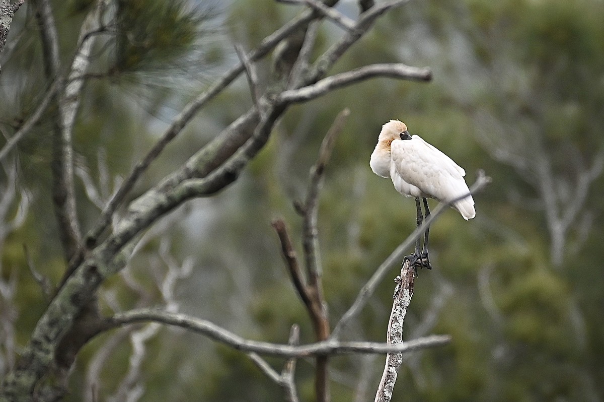 Royal Spoonbill - ML615243839