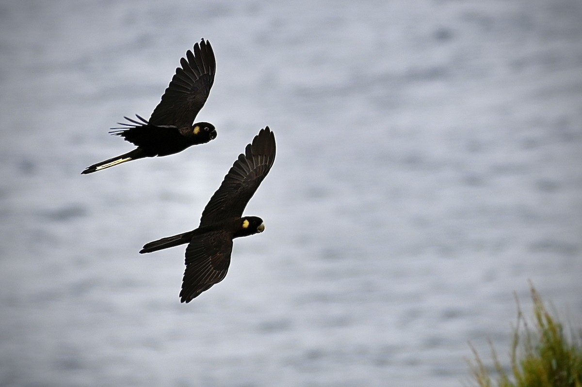 Yellow-tailed Black-Cockatoo - ML615243871