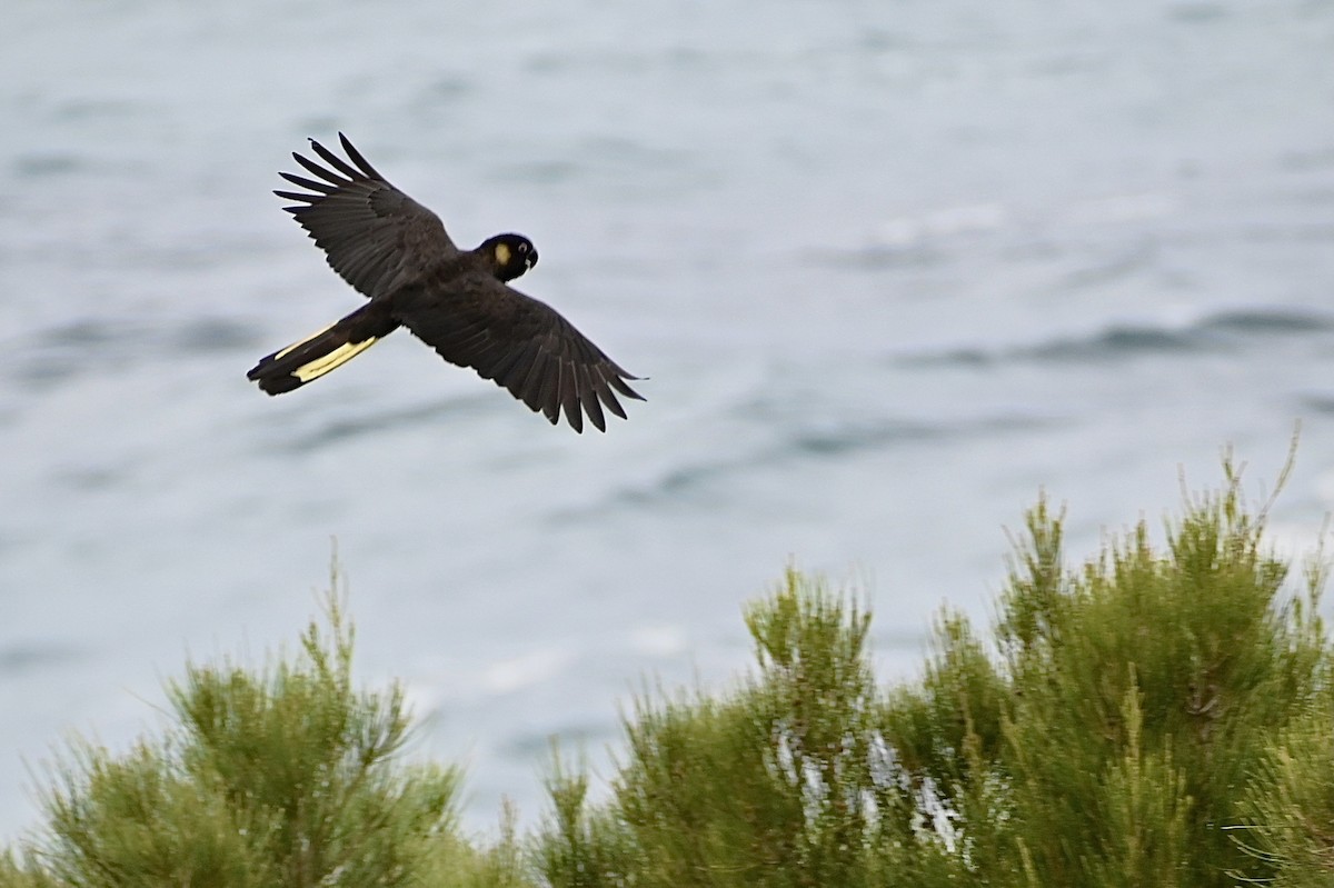 Yellow-tailed Black-Cockatoo - ML615243872