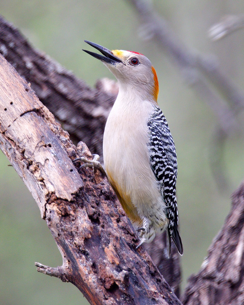 Golden-fronted Woodpecker - ML615243875