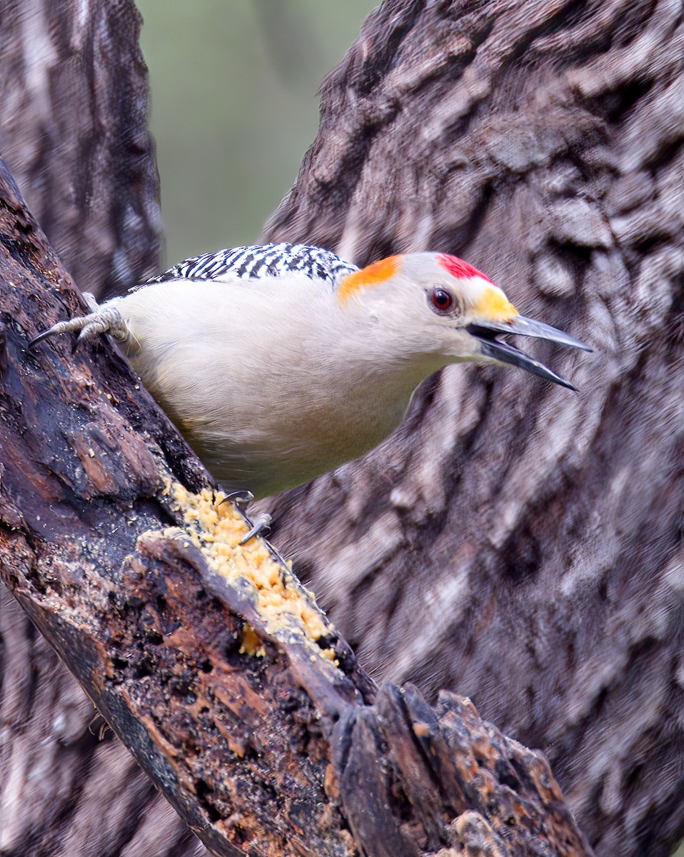 Golden-fronted Woodpecker - ML615243881