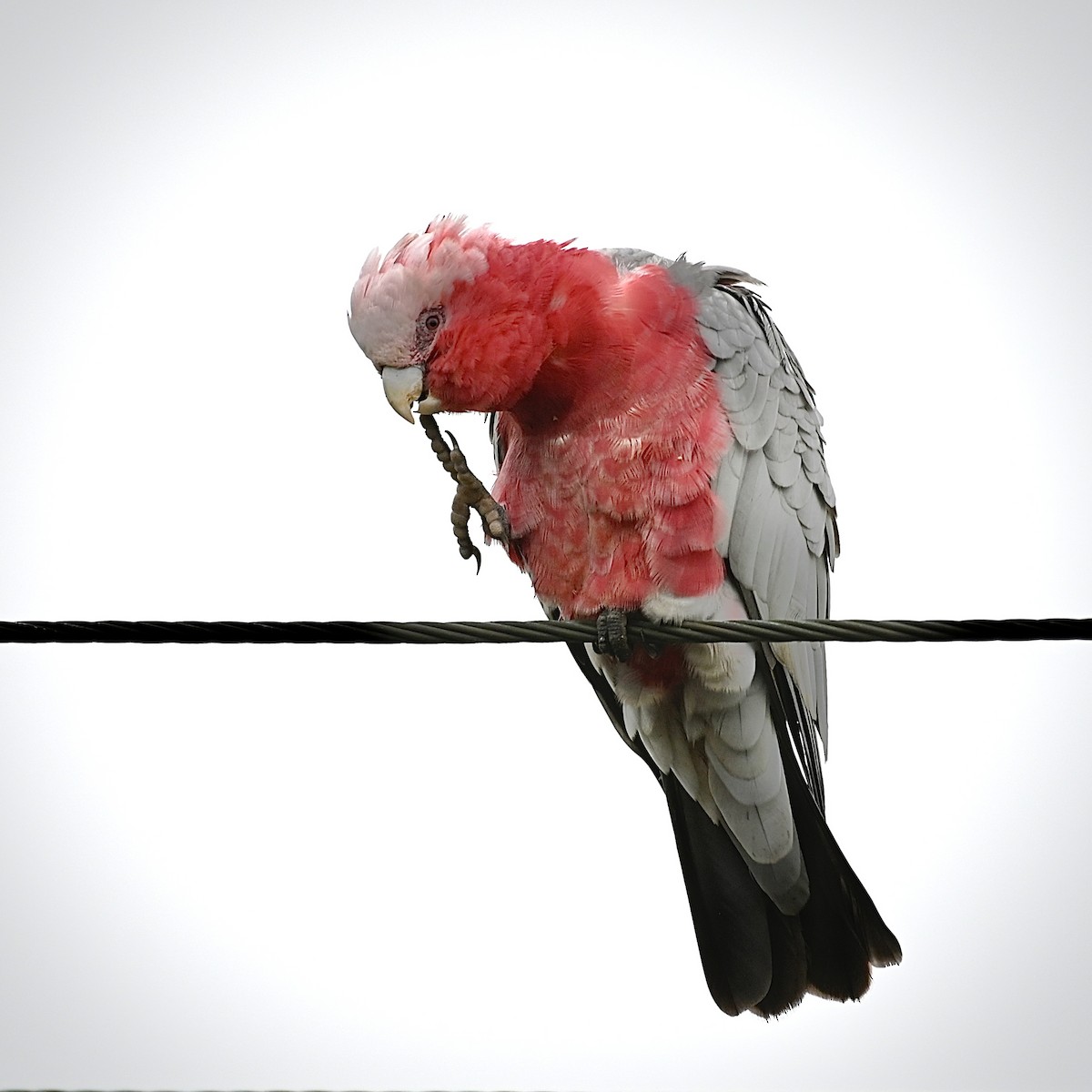 Galah - ML615243892