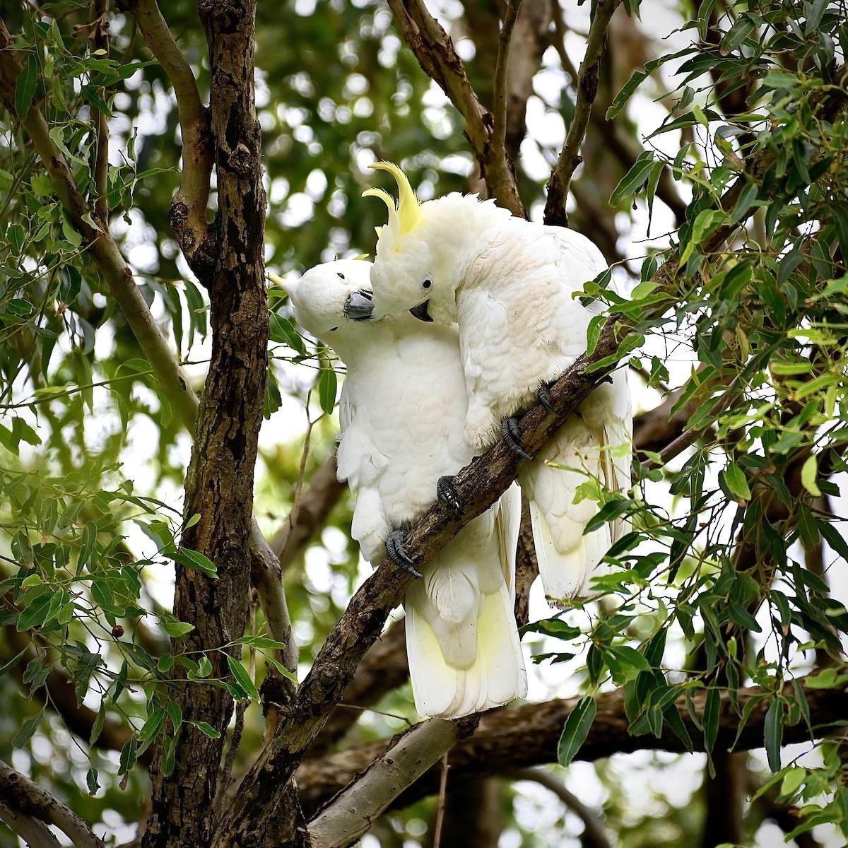 Sulphur-crested Cockatoo - ML615243919