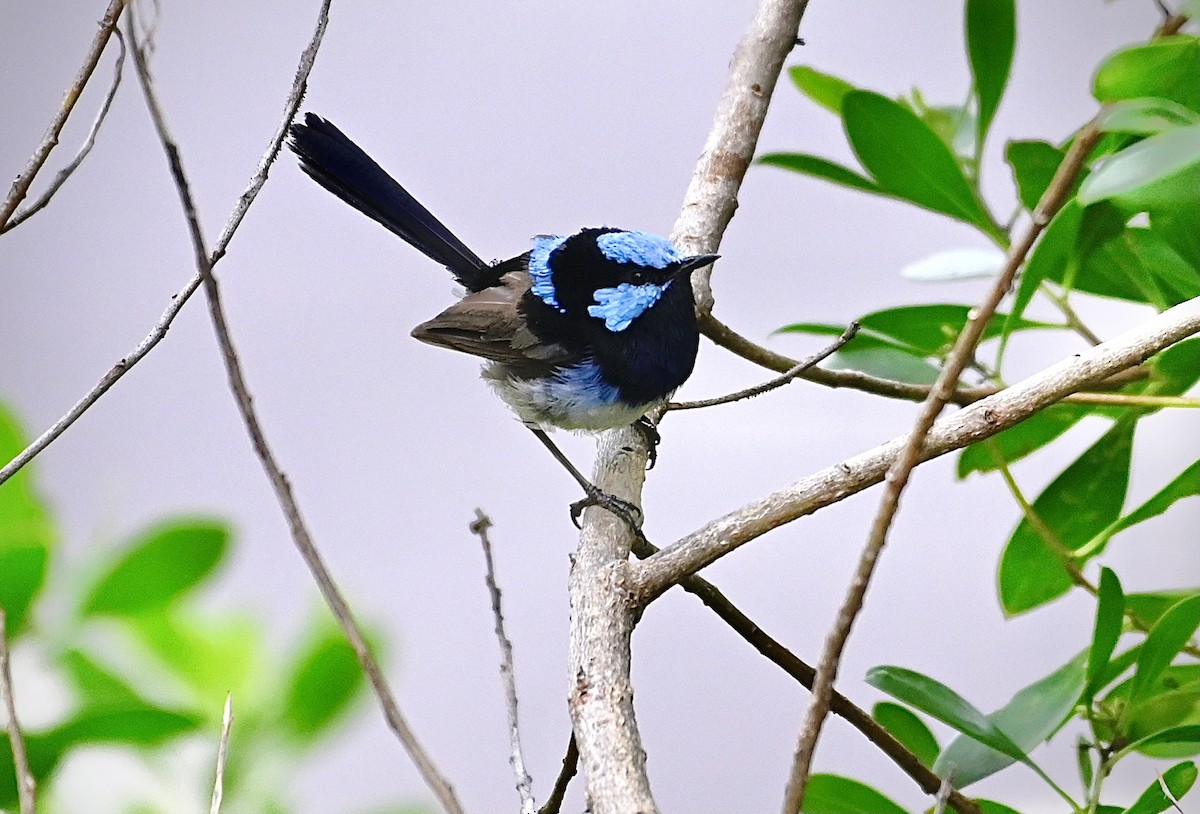 Superb Fairywren - ML615243944