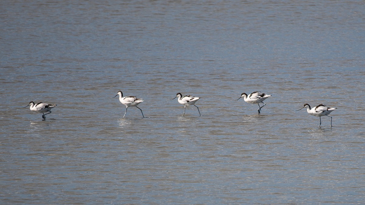 Pied Avocet - ML615243948