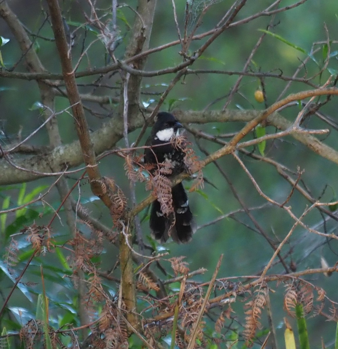 Eastern Whipbird - ML615243958