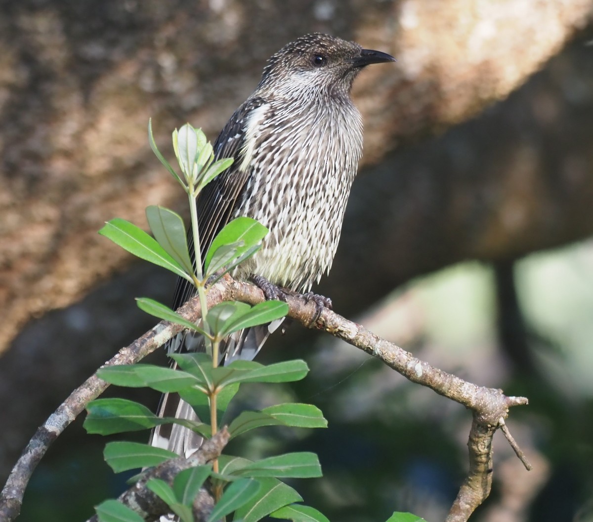 Little Wattlebird - ML615243980