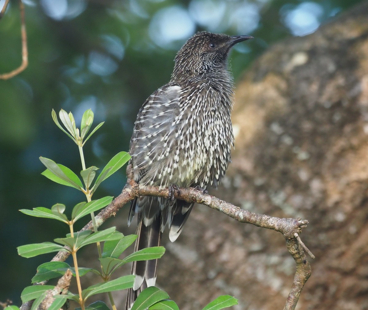 Little Wattlebird - ML615243981