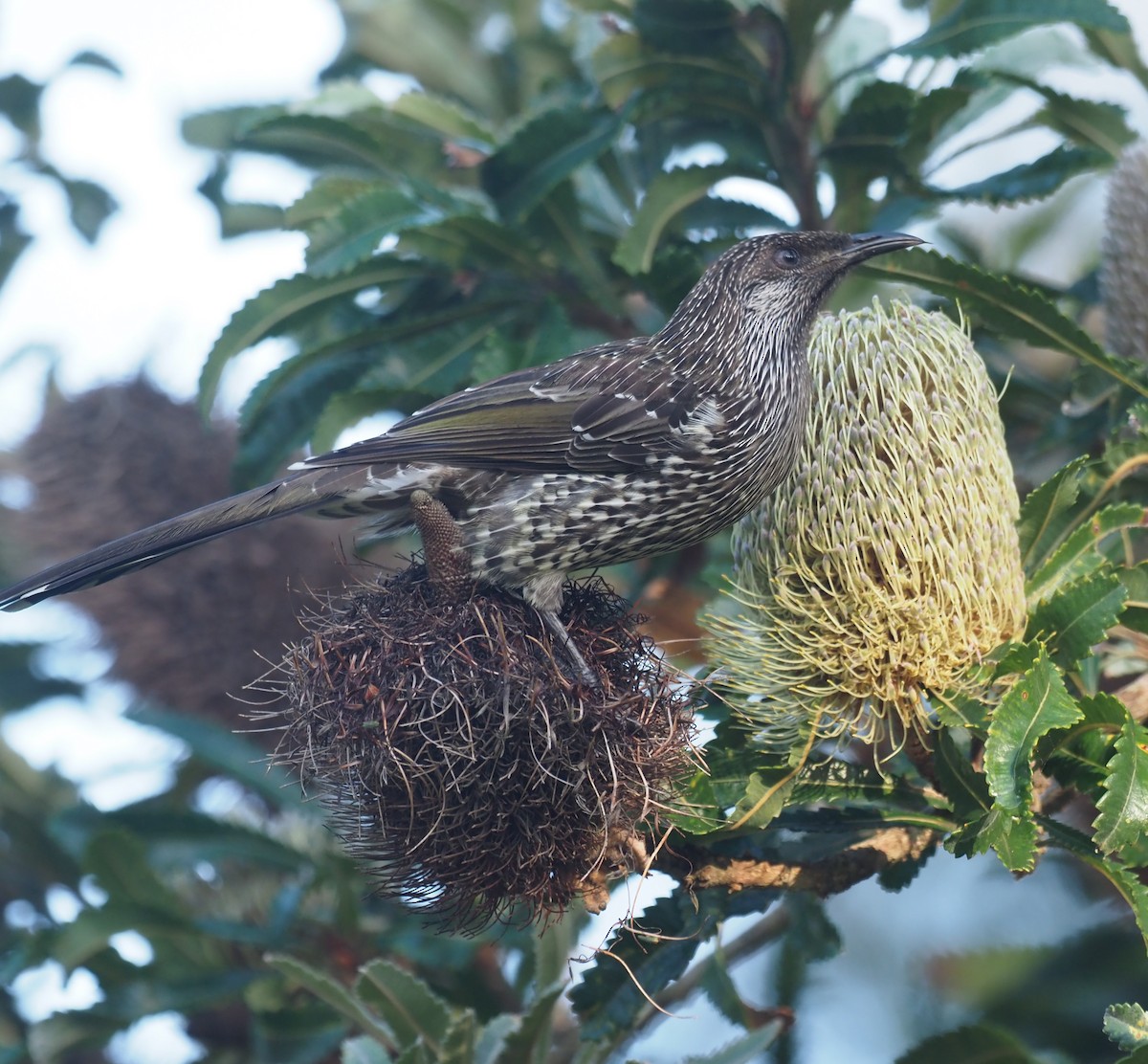 Little Wattlebird - ML615243982