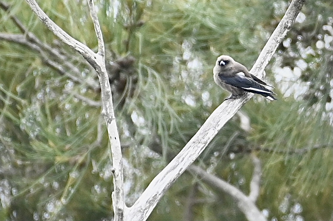 Dusky Woodswallow - ML615243985