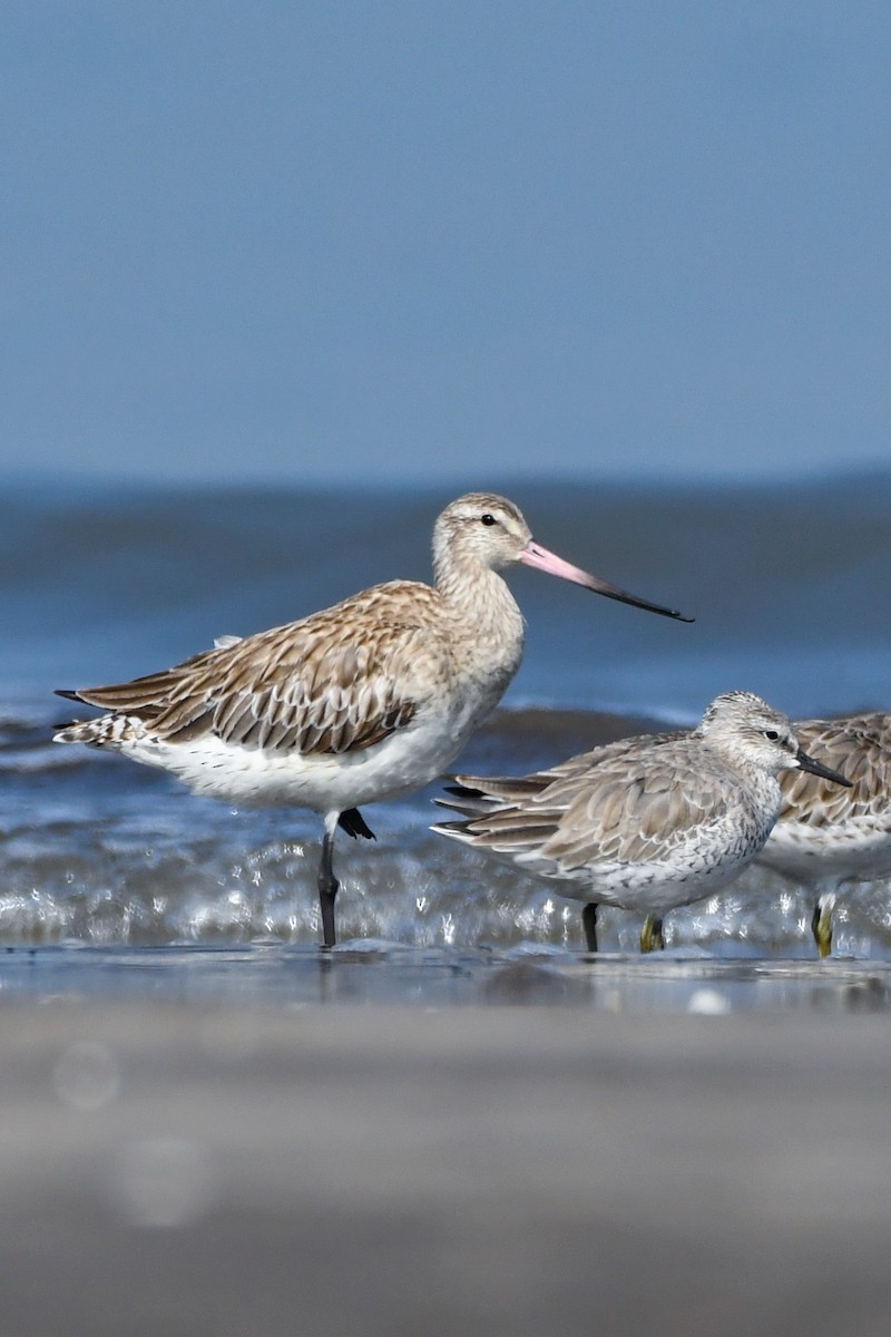 Bar-tailed Godwit - ML615243986