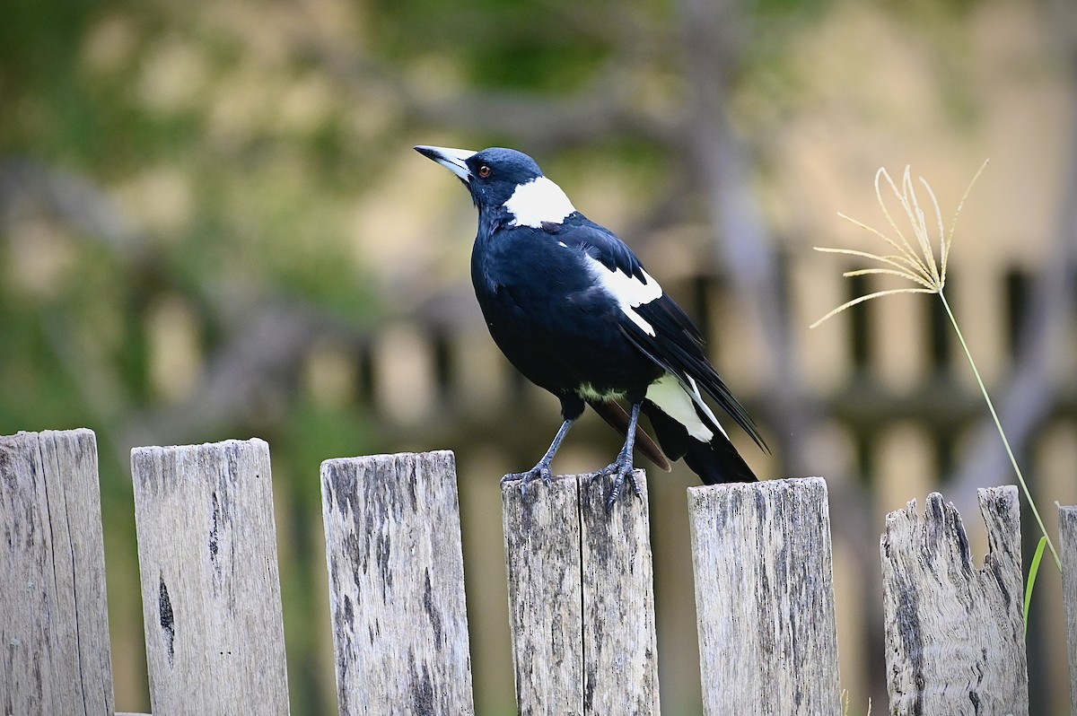 Australian Magpie - ML615243989