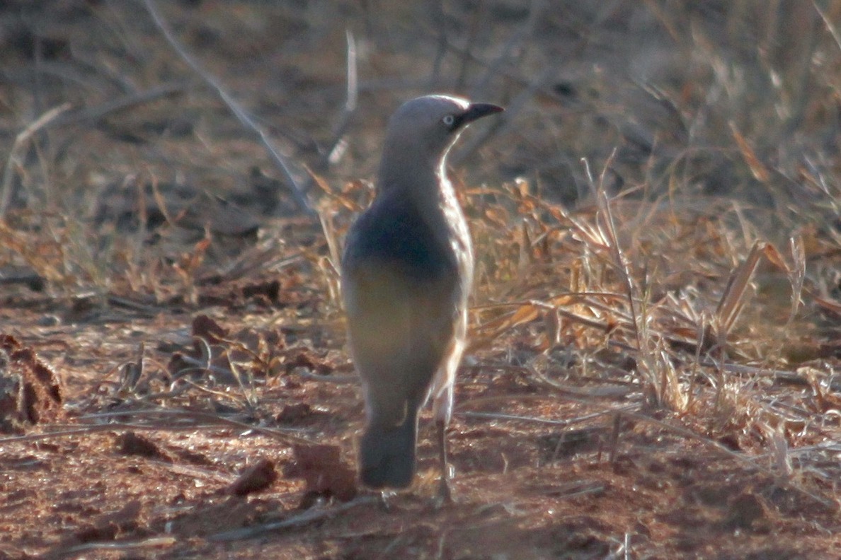 Fischer's Starling - ML615243999