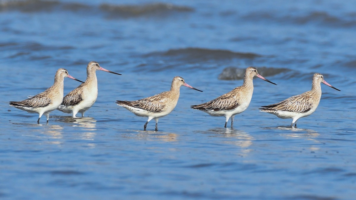 Bar-tailed Godwit - Sumit Majumdar