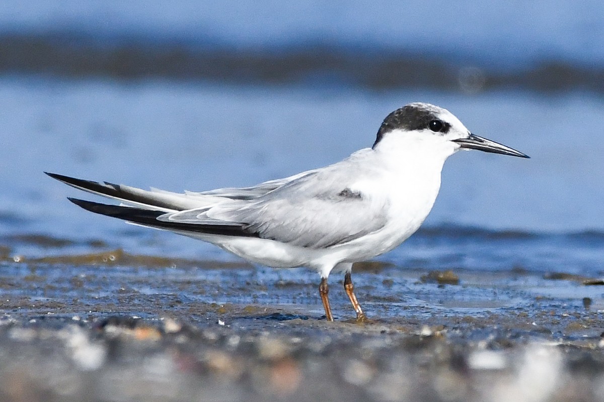 Little Tern - ML615244048