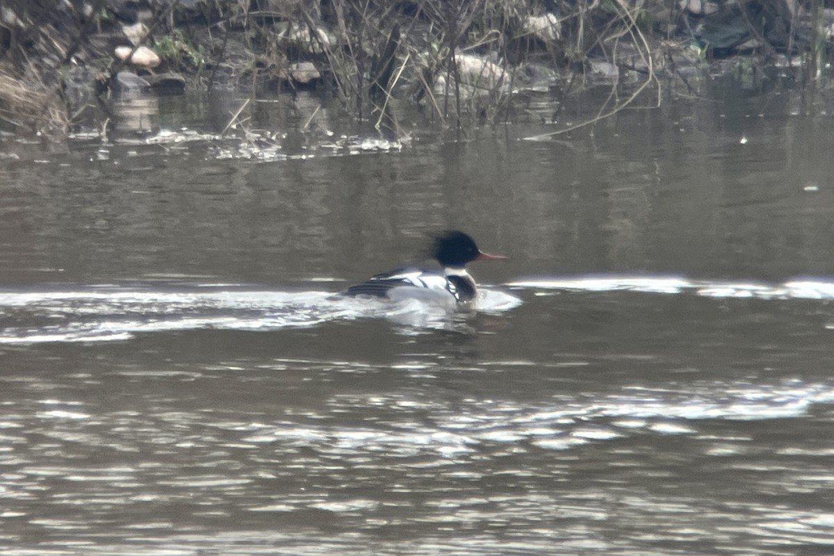 Red-breasted Merganser - Thomas Doebel