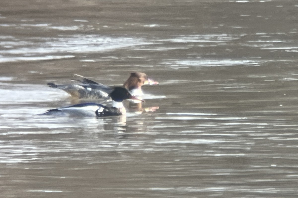 Red-breasted Merganser - Thomas Doebel