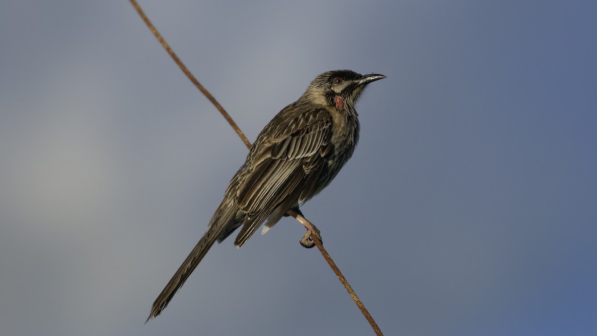 Red Wattlebird - ML615244066