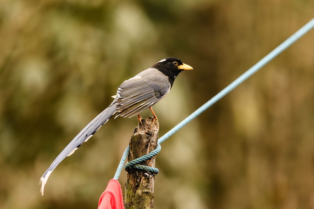 Yellow-billed Blue-Magpie - ML615244082