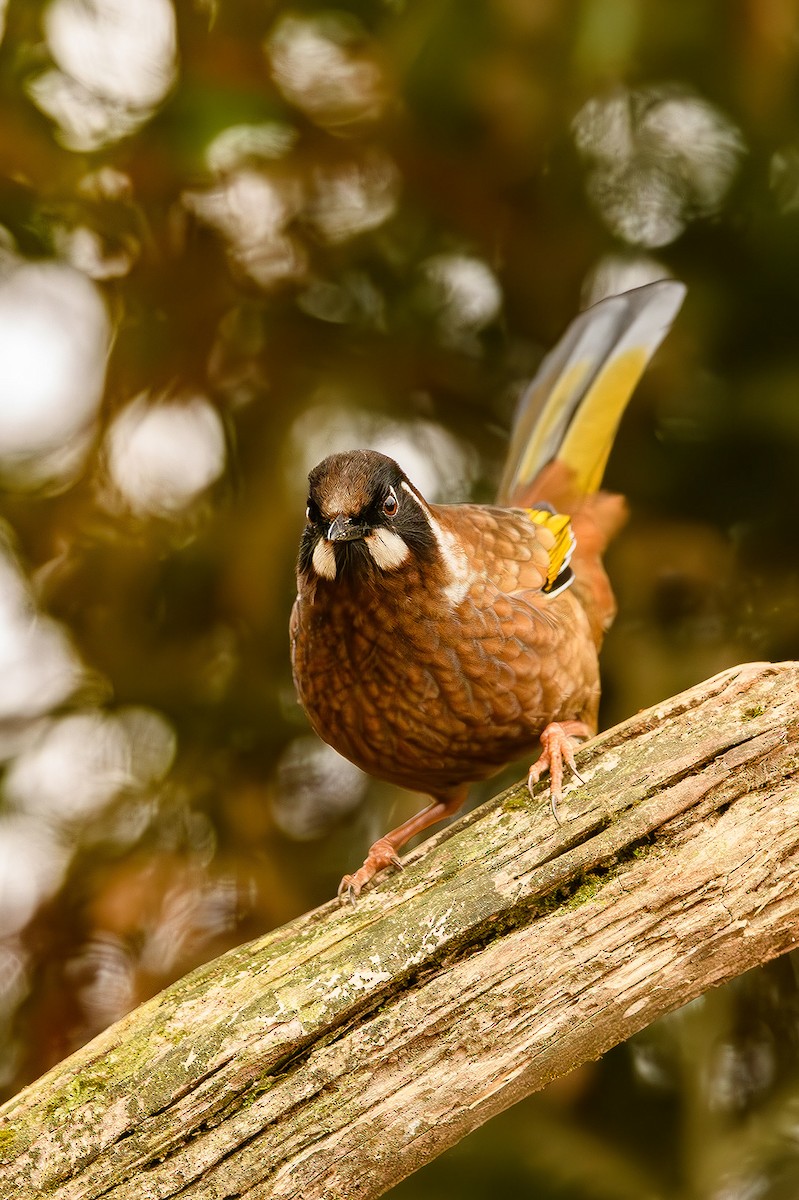 Black-faced Laughingthrush - Sudhir Paul