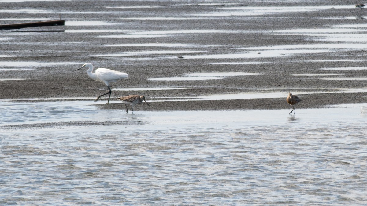 Bar-tailed Godwit - ML615244100