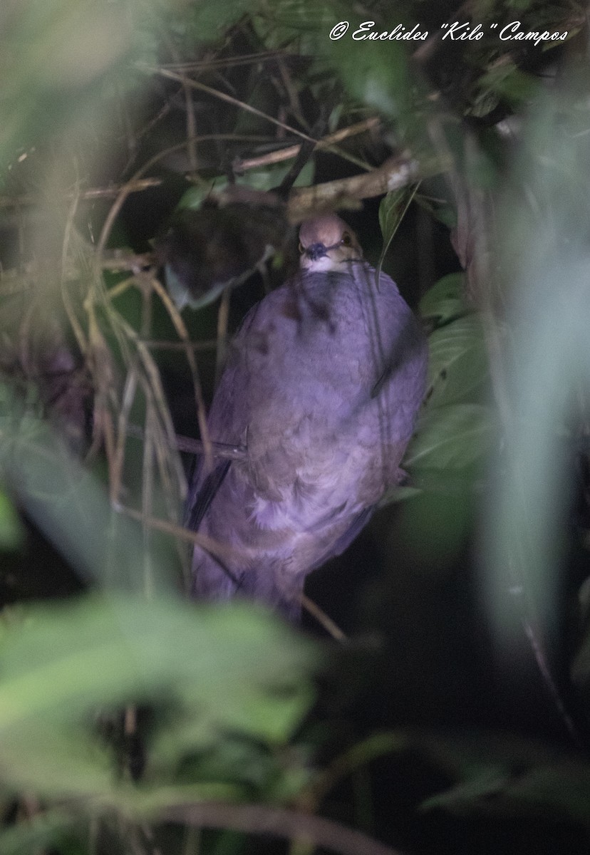 Russet-crowned Quail-Dove - Euclides "Kilo" Campos