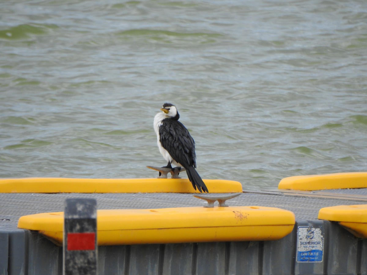 Little Pied Cormorant - DS Ridley