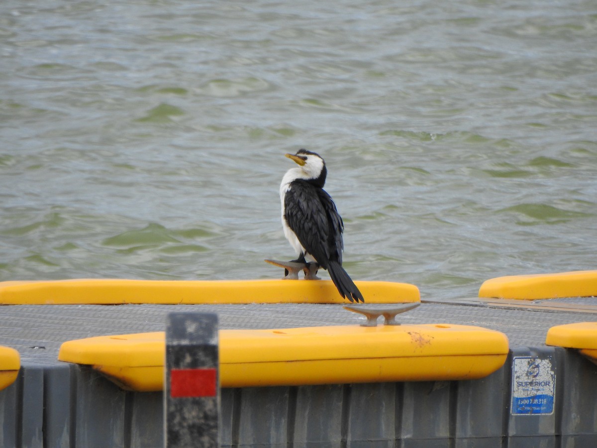 Little Pied Cormorant - ML615244109