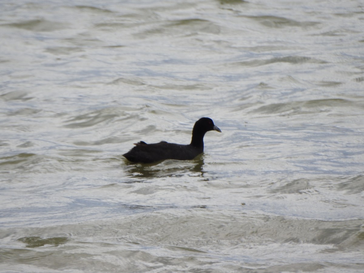 Eurasian Coot - ML615244114