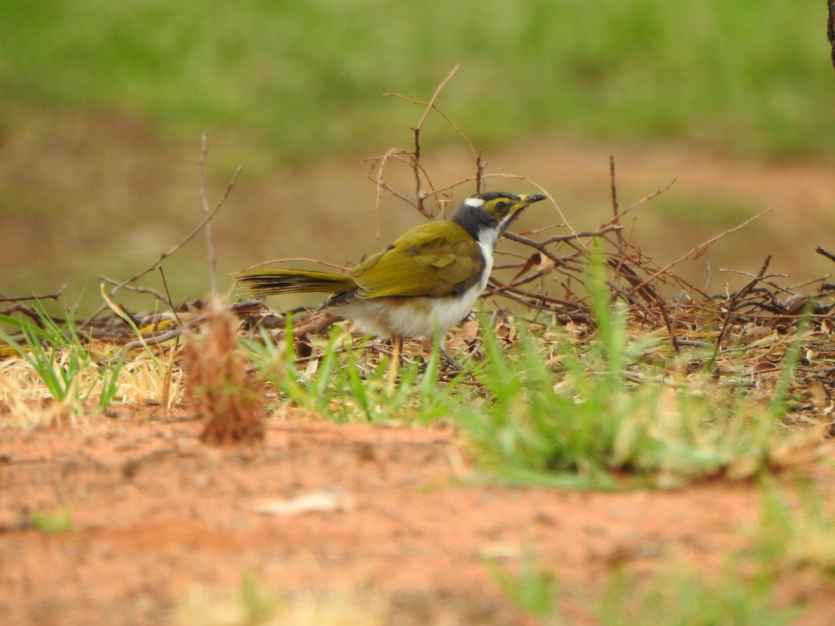 Blue-faced Honeyeater - DS Ridley