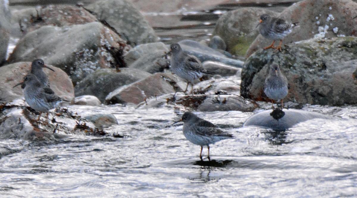 Purple Sandpiper - ML615244125