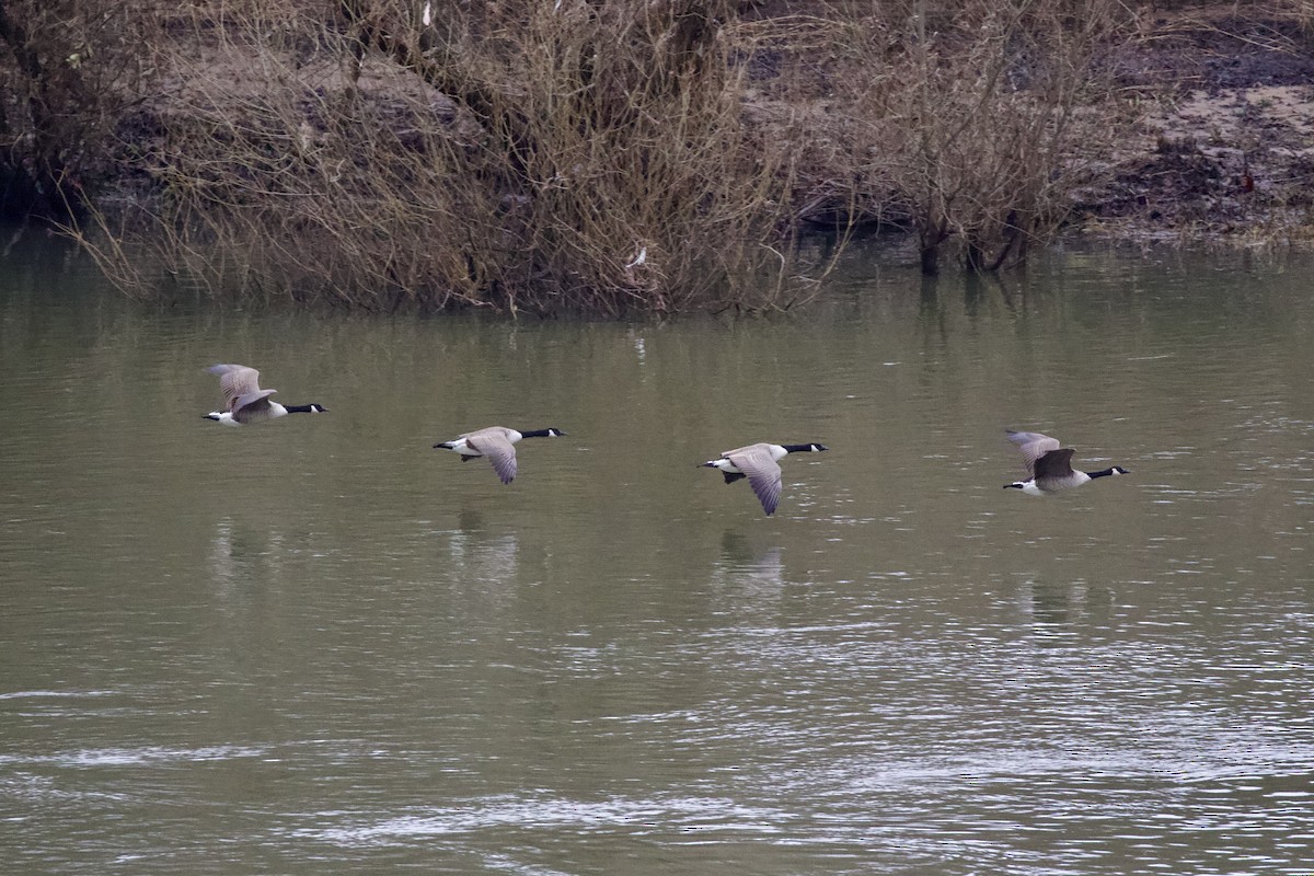 Canada Goose - Thomas Doebel