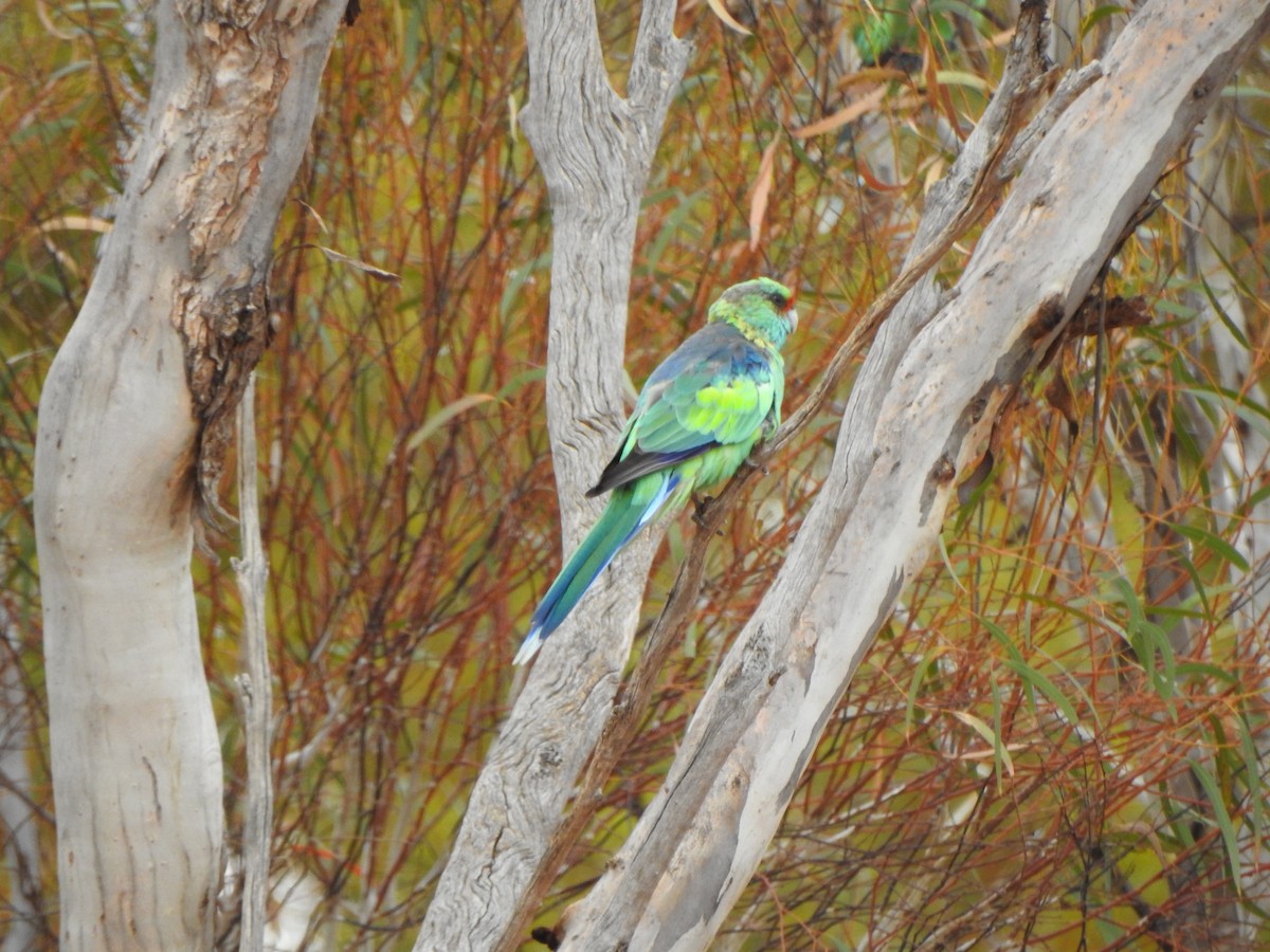 Perico de Port Lincoln - ML615244128