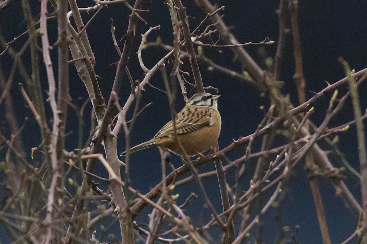 Rock Bunting - Thomas Doebel