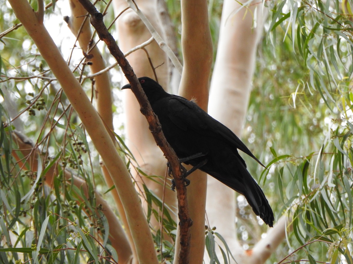 White-winged Chough - DS Ridley