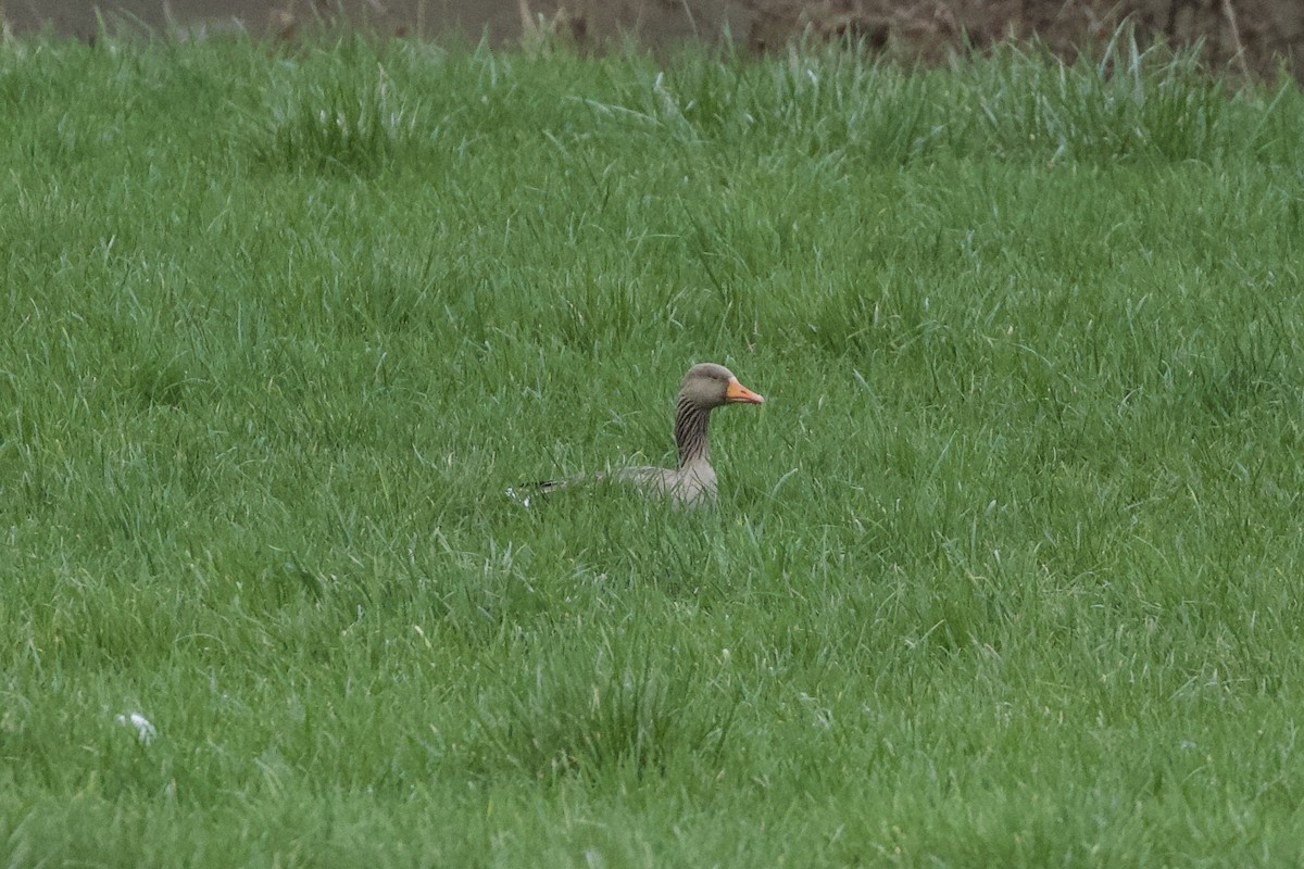 Graylag Goose - Thomas Doebel