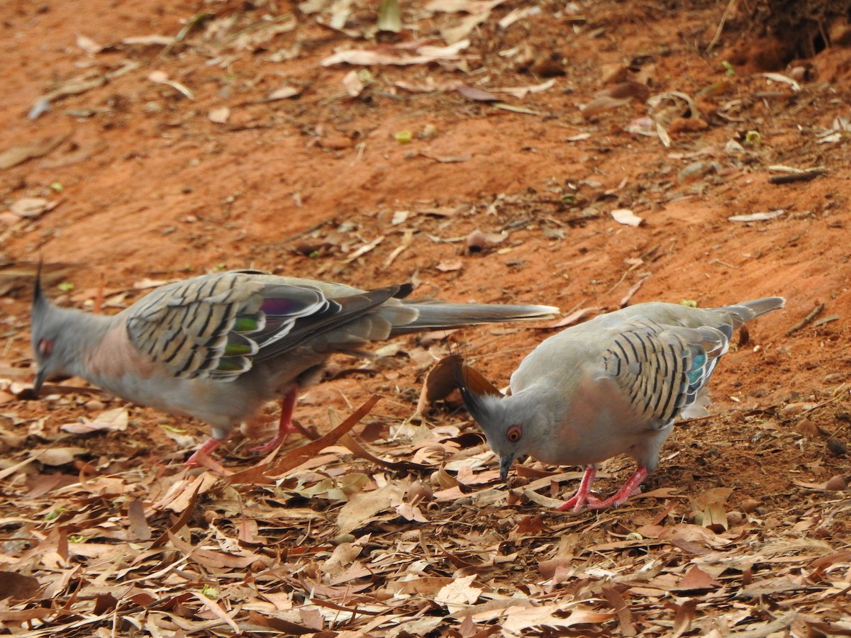 Crested Pigeon - DS Ridley