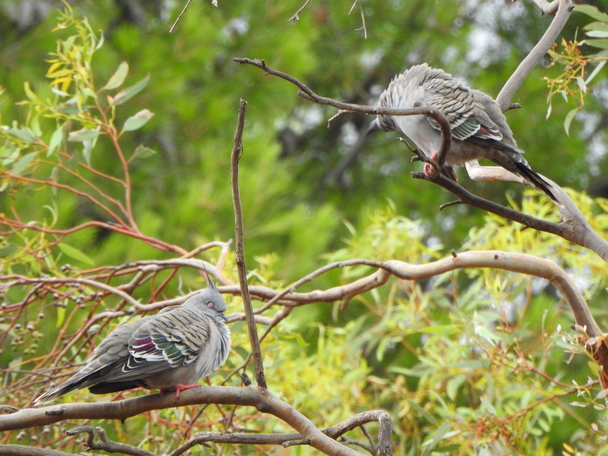 Crested Pigeon - ML615244174