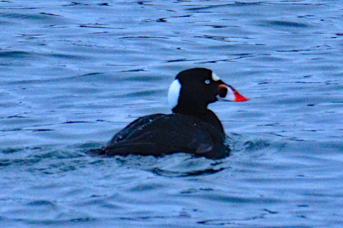 Negrón Careto - ML615244179