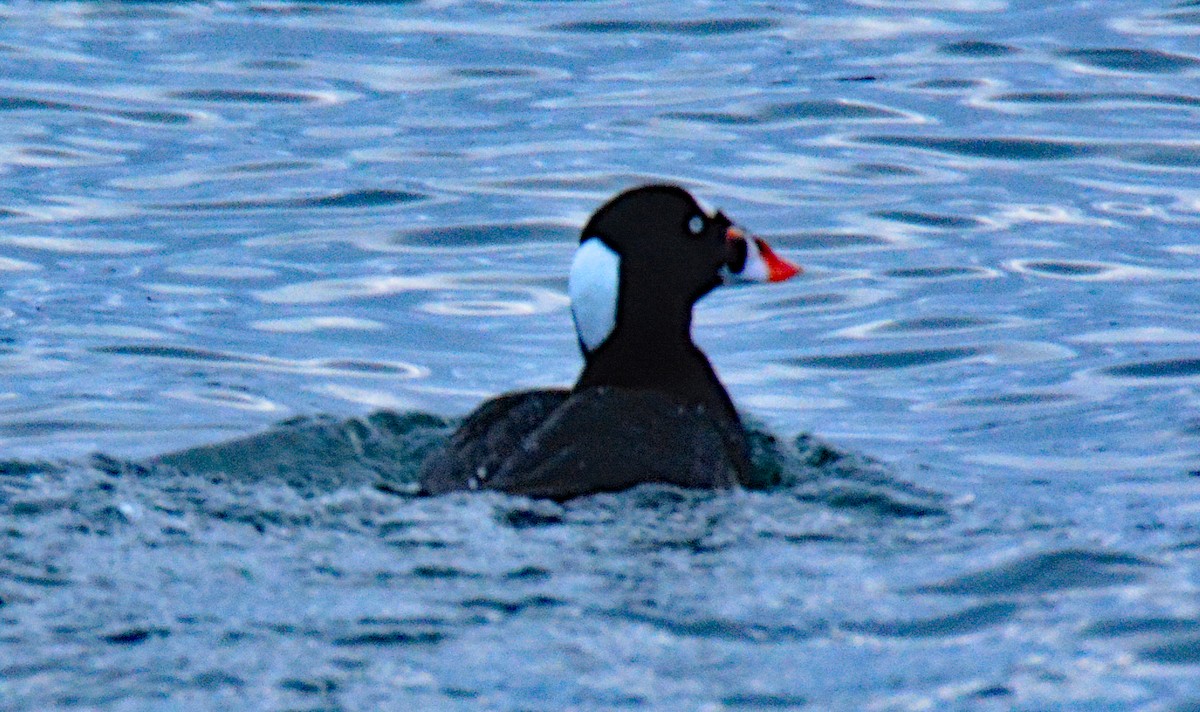 Surf Scoter - ML615244180