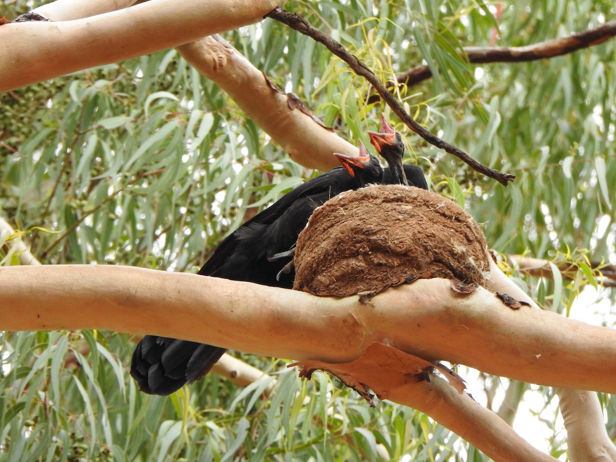 White-winged Chough - ML615244188