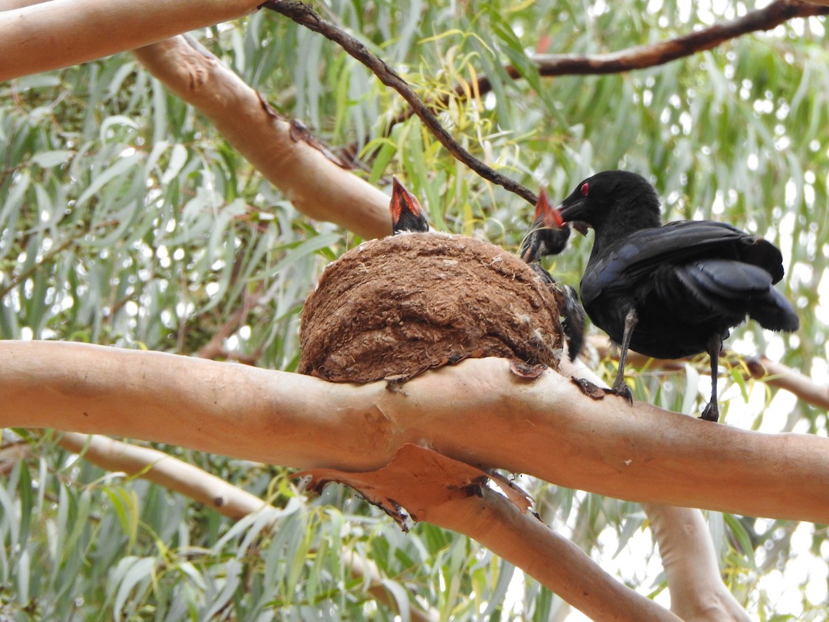 White-winged Chough - ML615244190