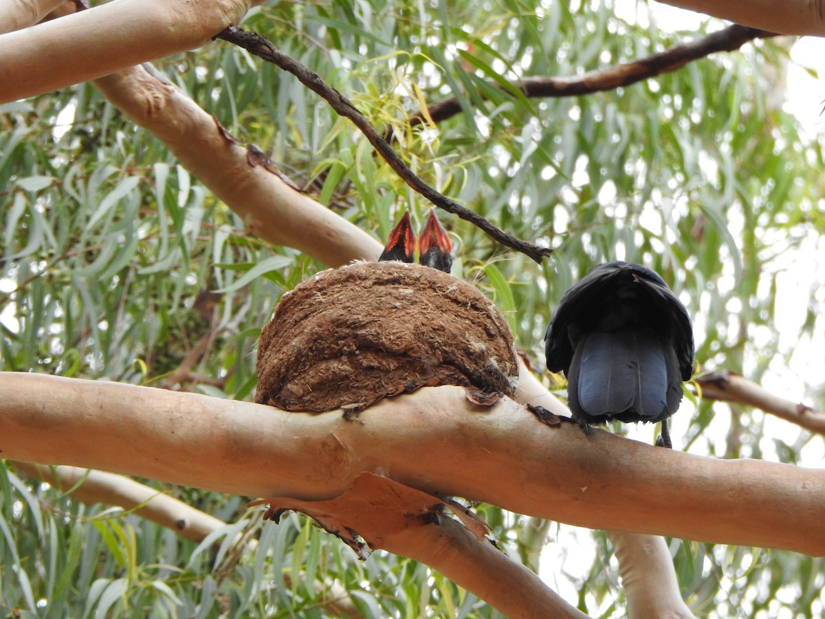 White-winged Chough - ML615244193