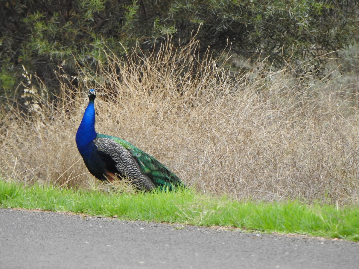 Indian Peafowl (Domestic type) - ML615244200