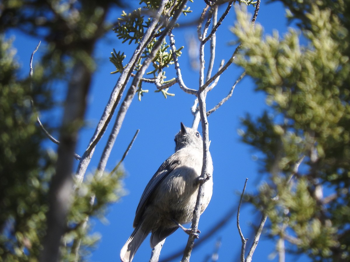 Juniper Titmouse - ML615244204