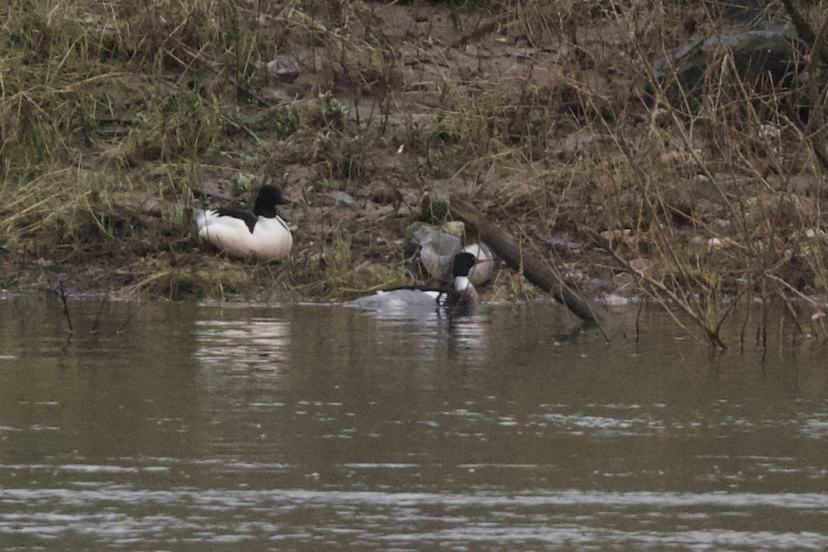 Red-breasted Merganser - Thomas Doebel